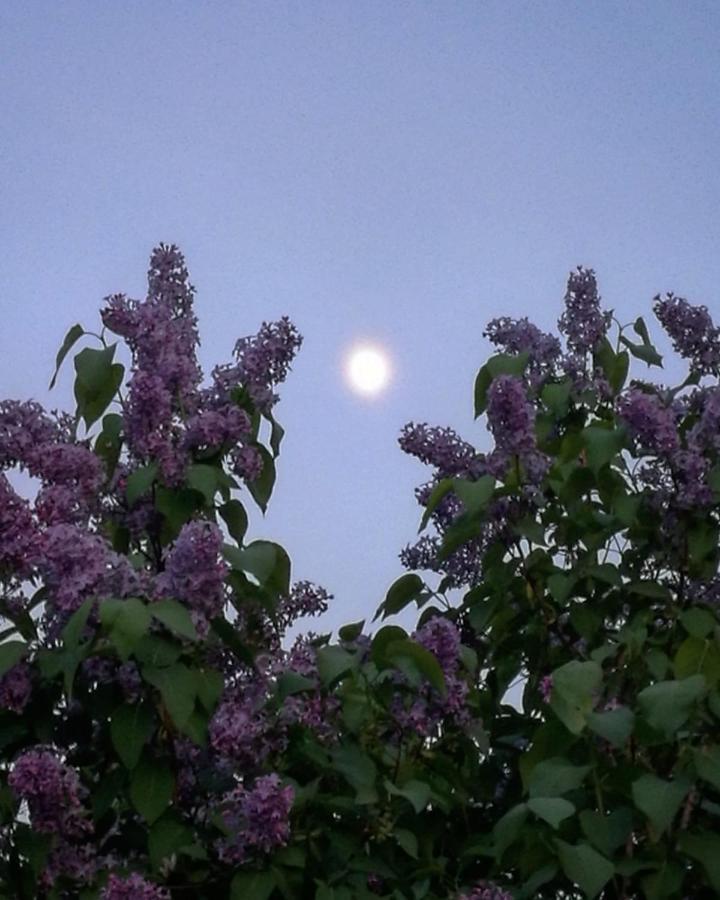 Willa Mustijoki Laukkoski Buitenkant foto